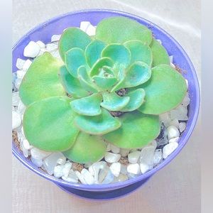 Small Purple & Green Potted Succulent • Handmade by Sophie’s Succulents 🌵